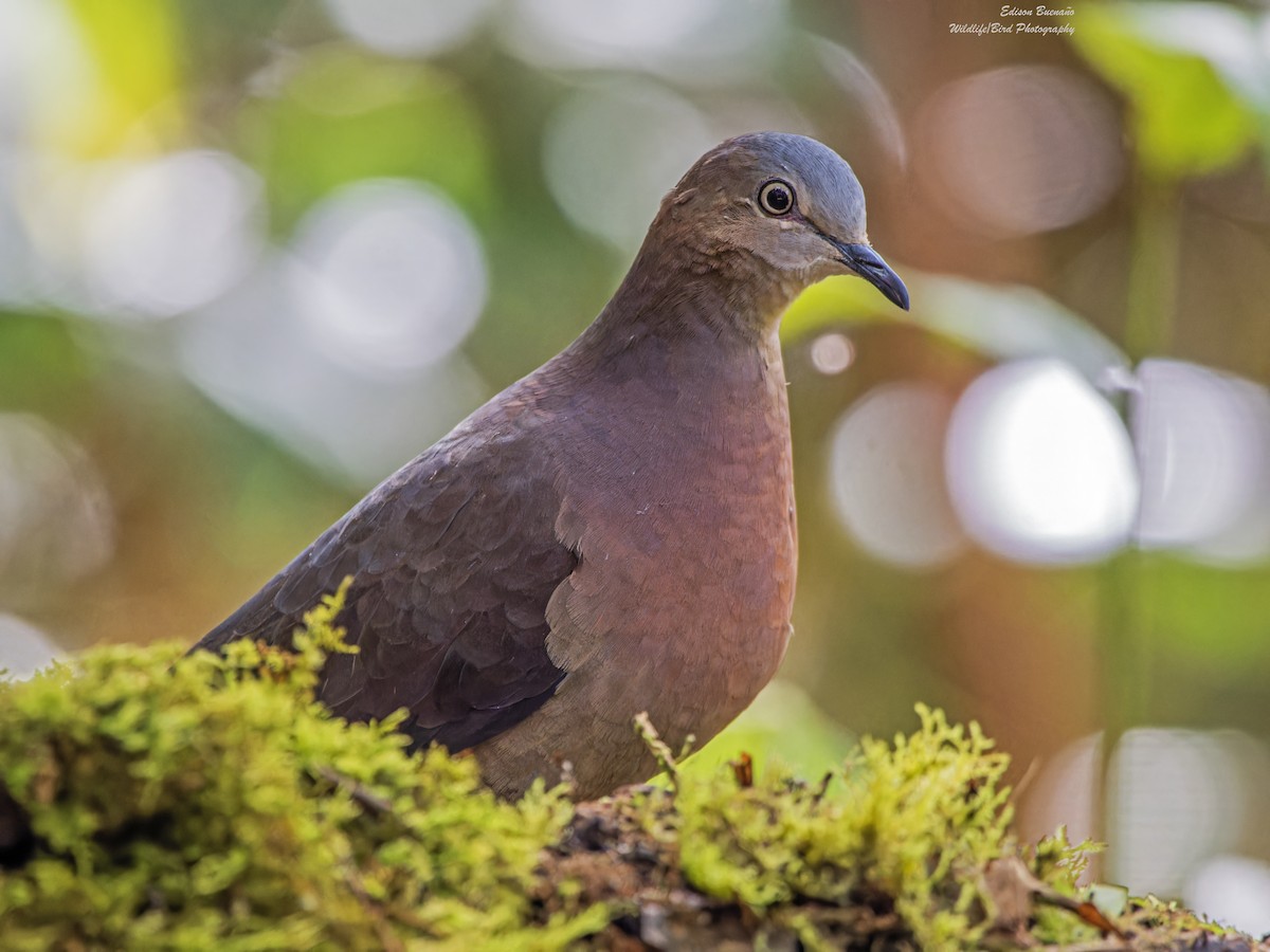 Tolima Dove - ML620255980