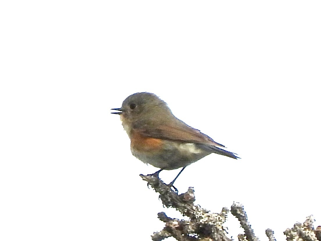 Red-flanked Bluetail - ML620255983
