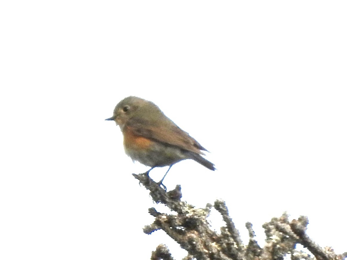 Red-flanked Bluetail - ML620255984