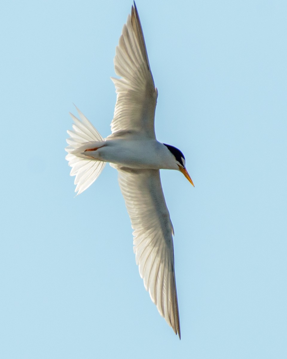 Least Tern - ML620255988