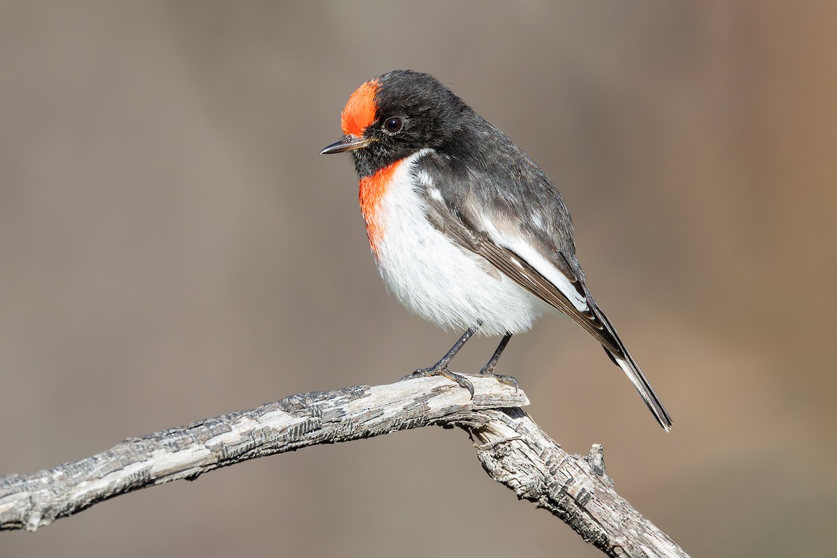 Red-capped Robin - ML620255990