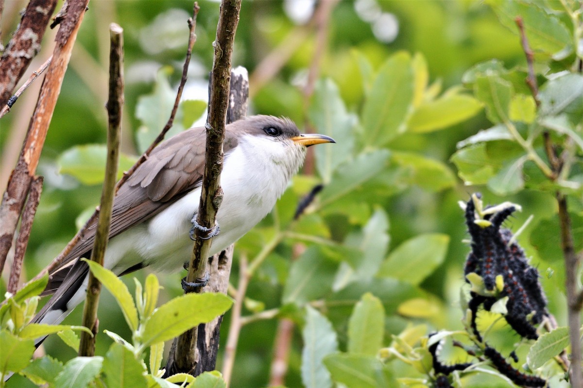 Yellow-billed Cuckoo - ML620255991