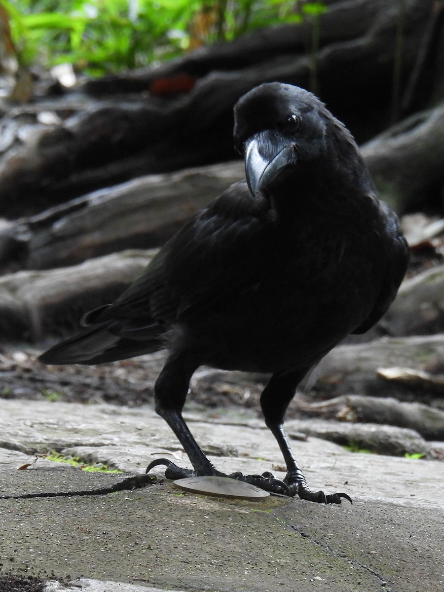 Large-billed Crow - ML620255992