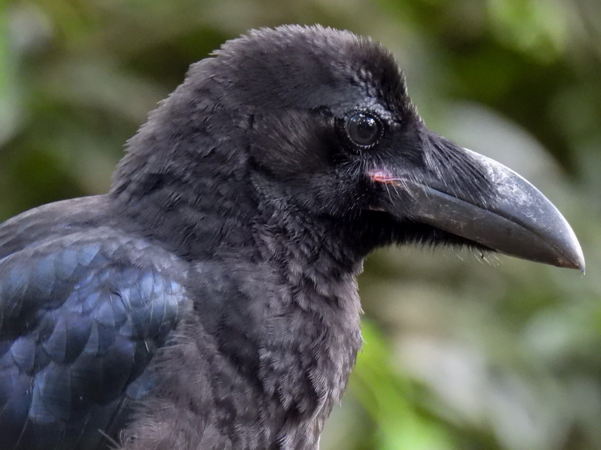 Large-billed Crow - ML620255993