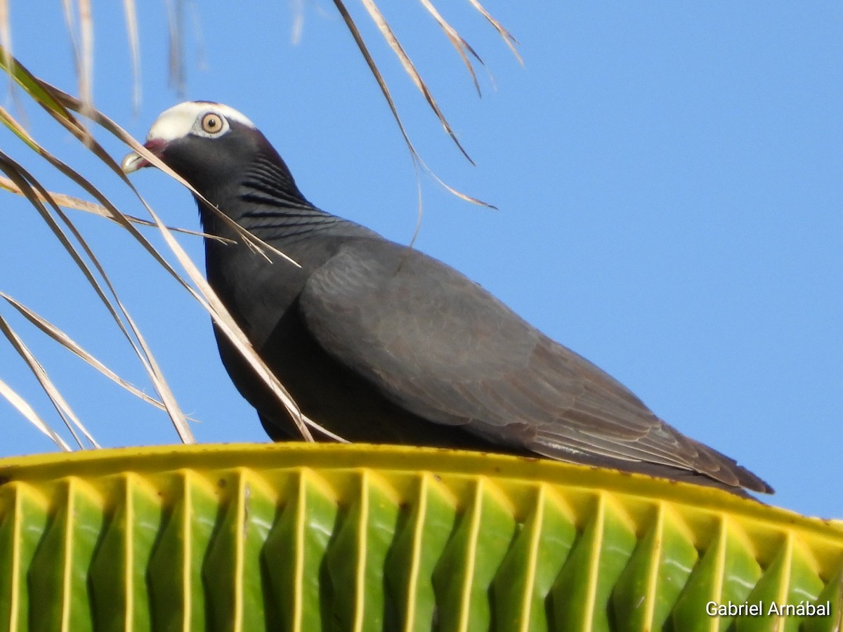 White-crowned Pigeon - ML620255997