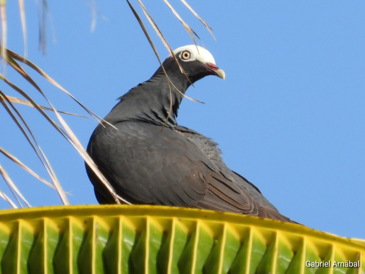 Pigeon à couronne blanche - ML620255998