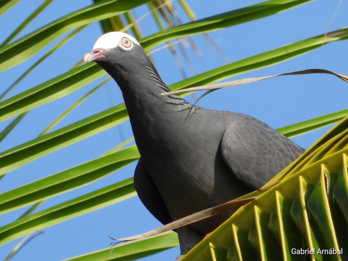 White-crowned Pigeon - ML620255999