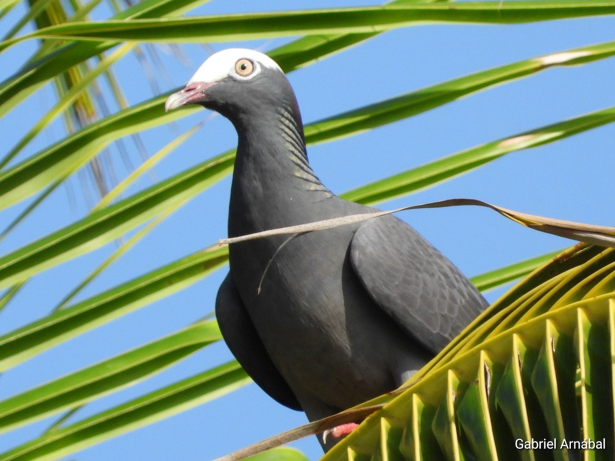 White-crowned Pigeon - ML620256000