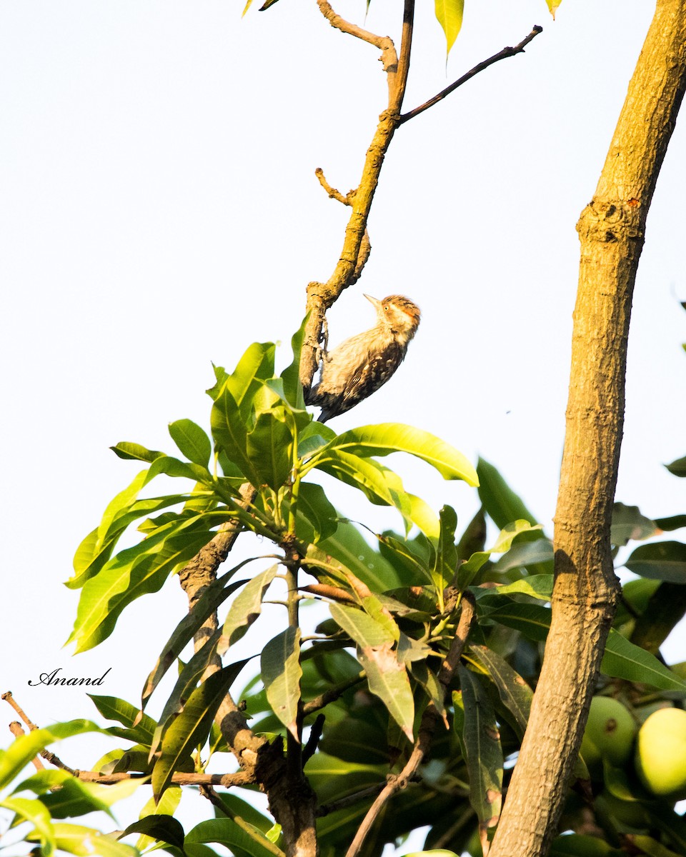 Brown-capped Pygmy Woodpecker - ML620256004