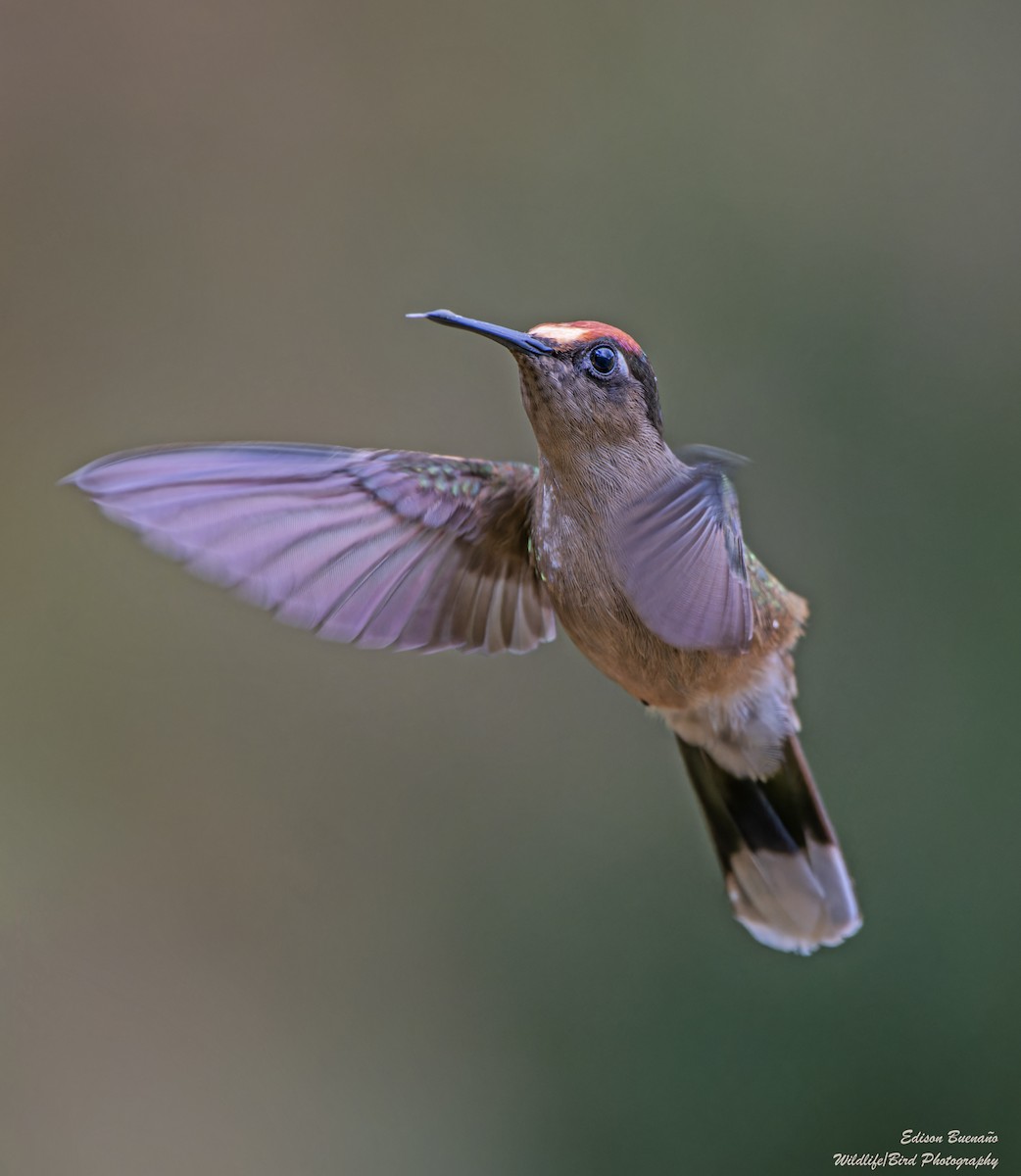 kolibřík čepičatý - ML620256006