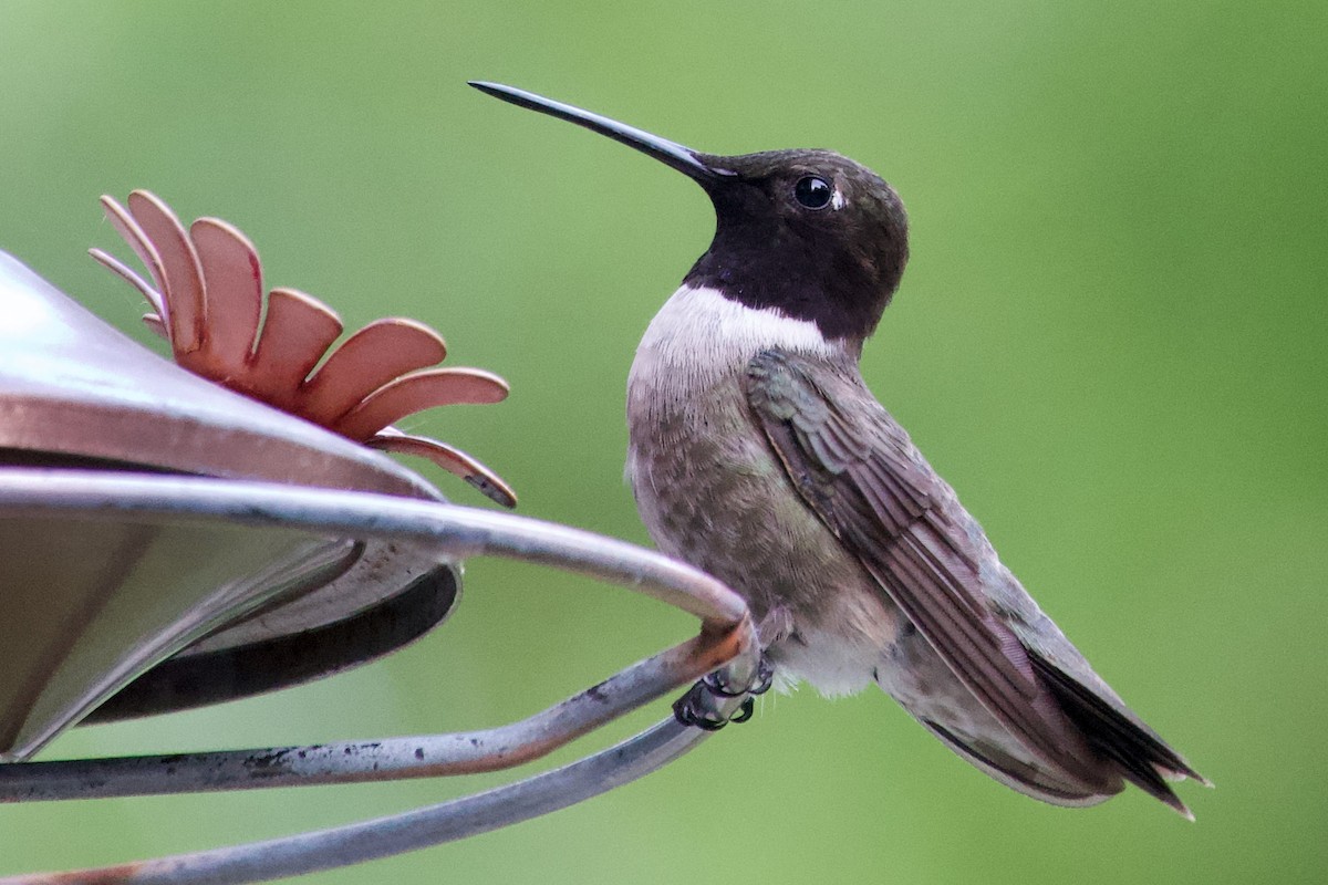 Black-chinned Hummingbird - ML620256011