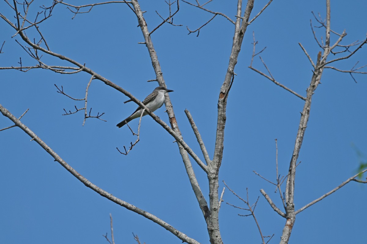 Gray Kingbird - ML620256015