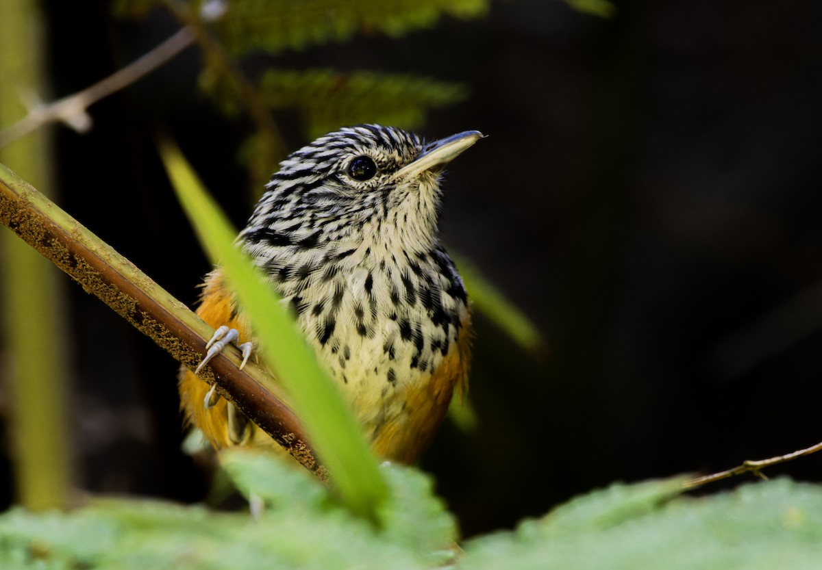 East Andean Antbird - ML620256016