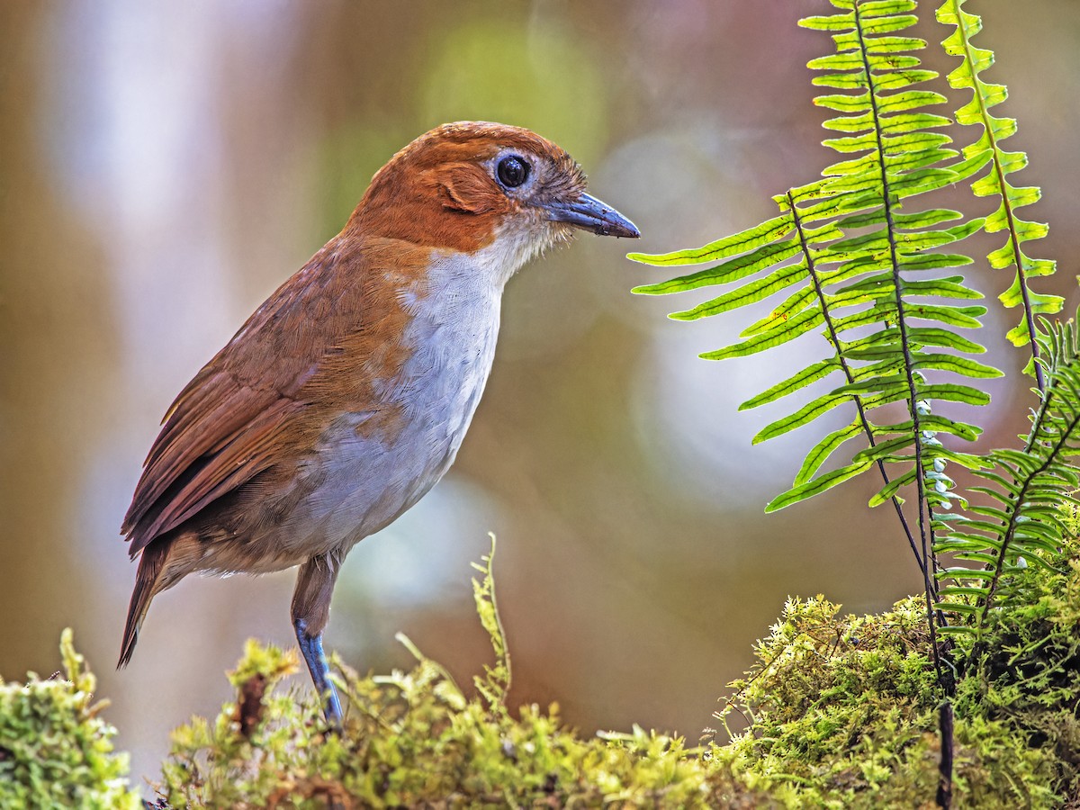 White-bellied Antpitta - ML620256019