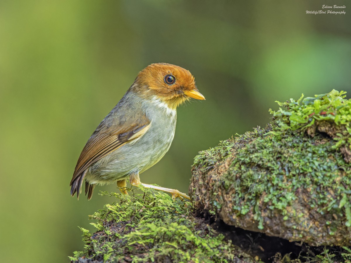 Hooded Antpitta - ML620256023