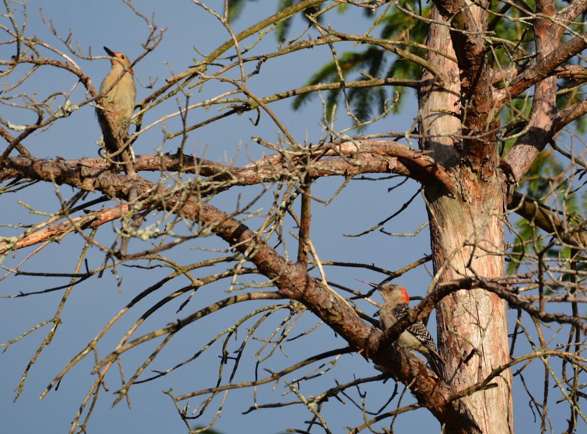Red-bellied Woodpecker - ML620256028