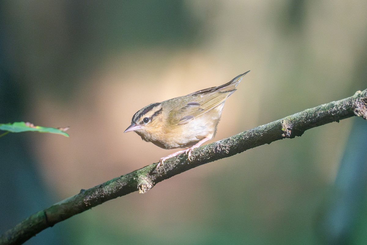 Worm-eating Warbler - ML620256029