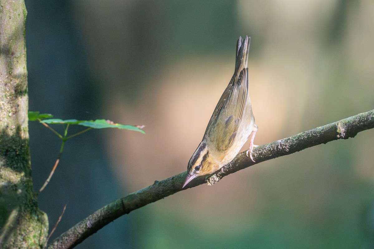 Worm-eating Warbler - ML620256031