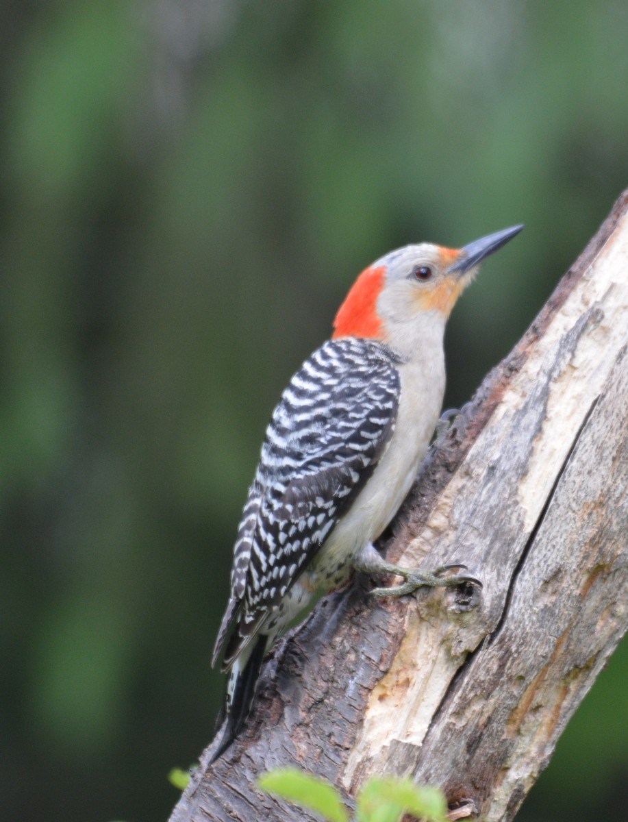 Red-bellied Woodpecker - ML620256034