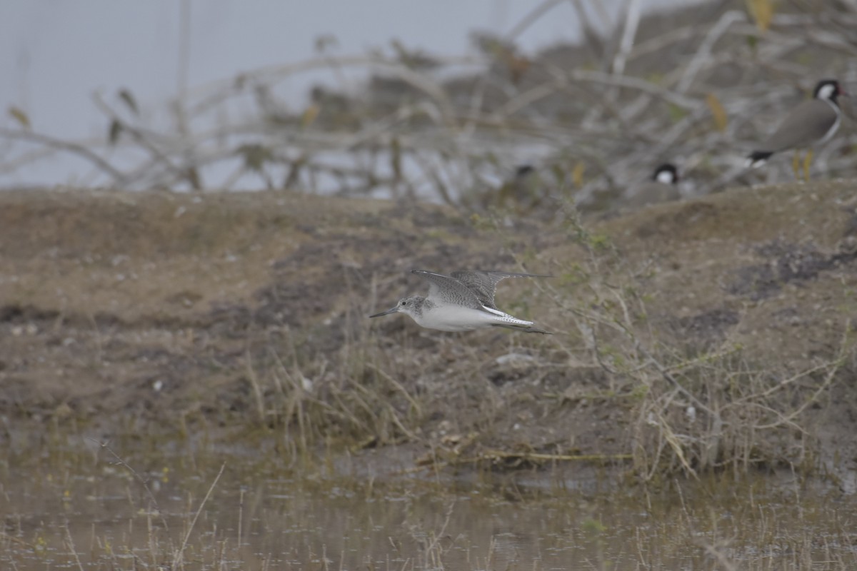 Common Greenshank - ML620256039