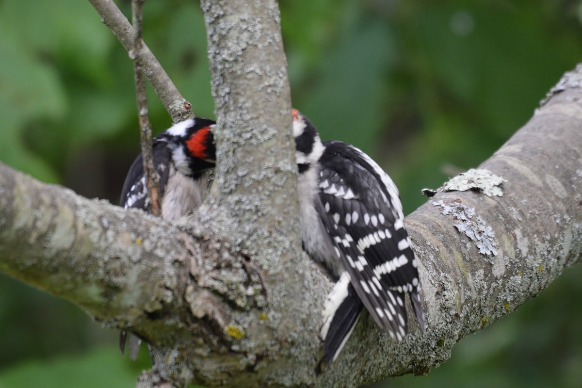 Downy Woodpecker - ML620256040