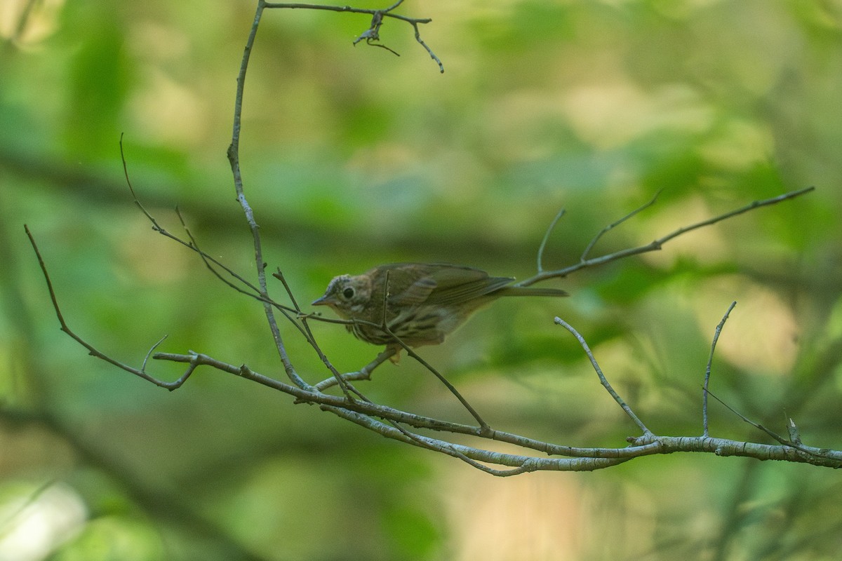 Ovenbird - ML620256042