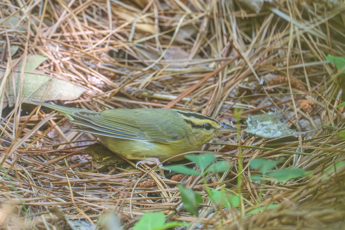 Worm-eating Warbler - ML620256046