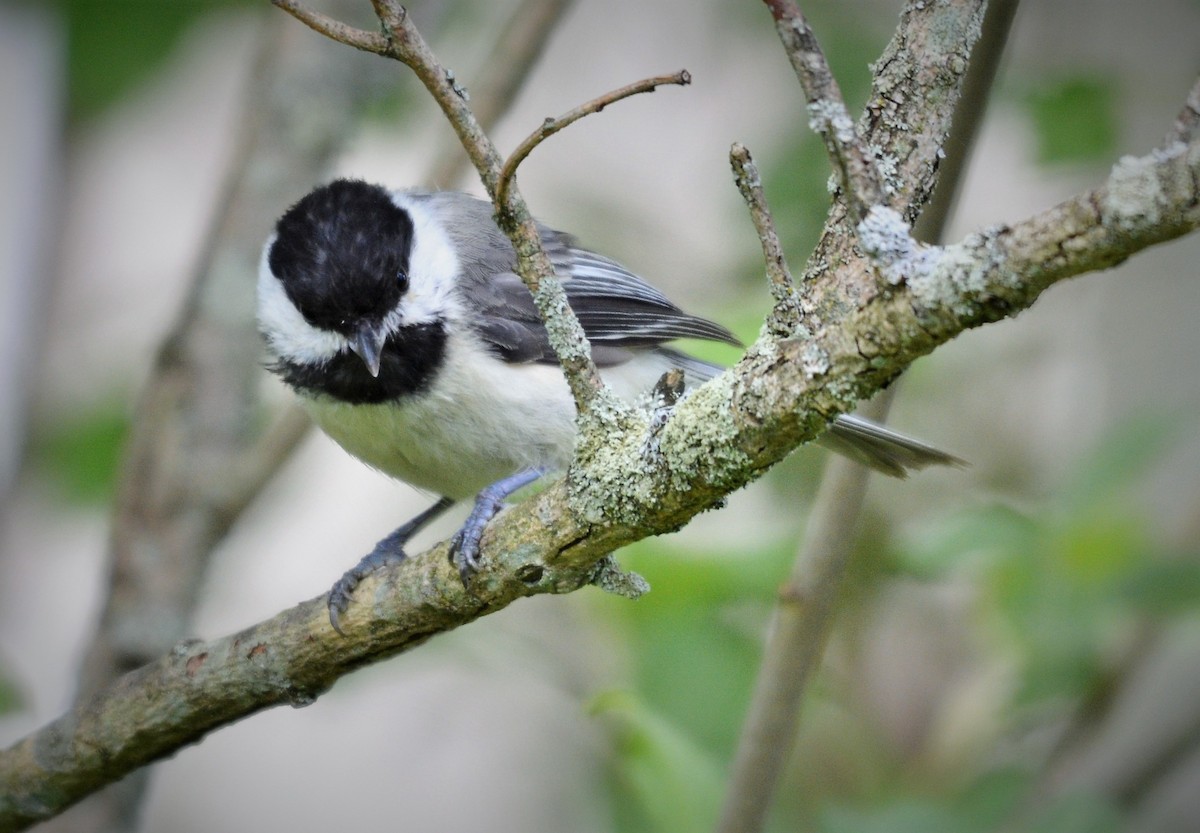 Black-capped Chickadee - ML620256049