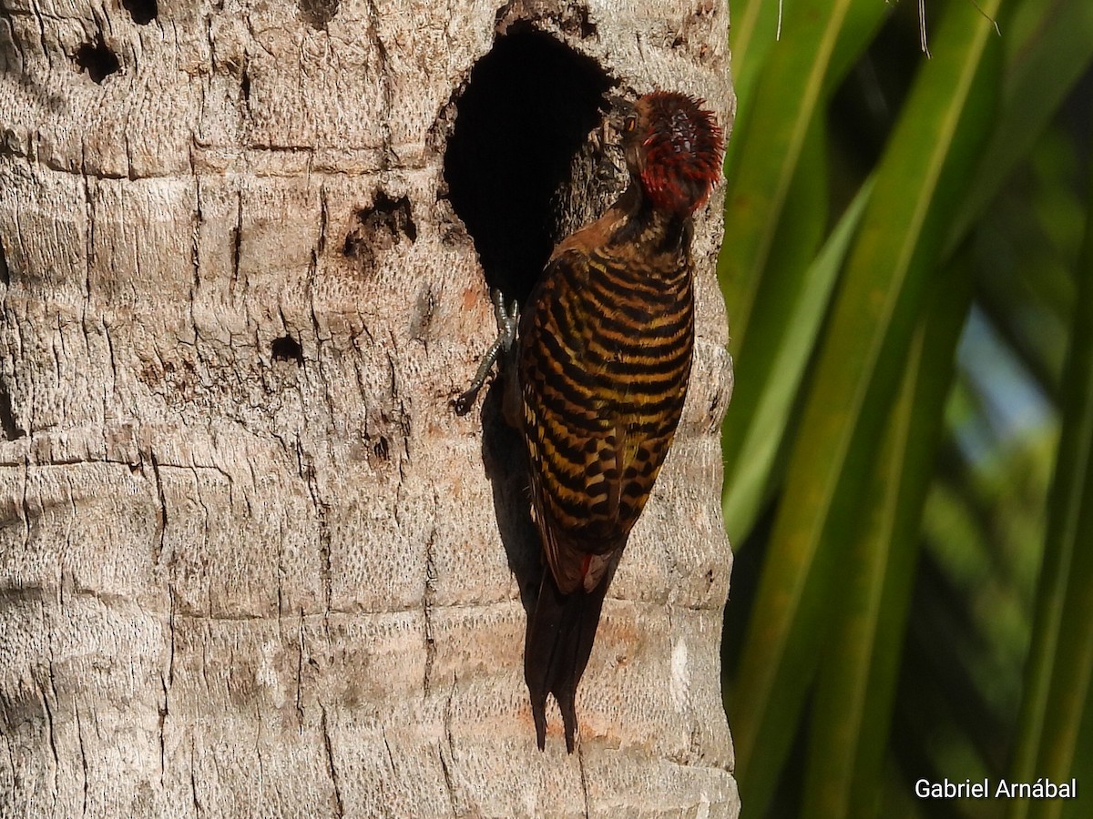 Hispaniolan Woodpecker - ML620256055