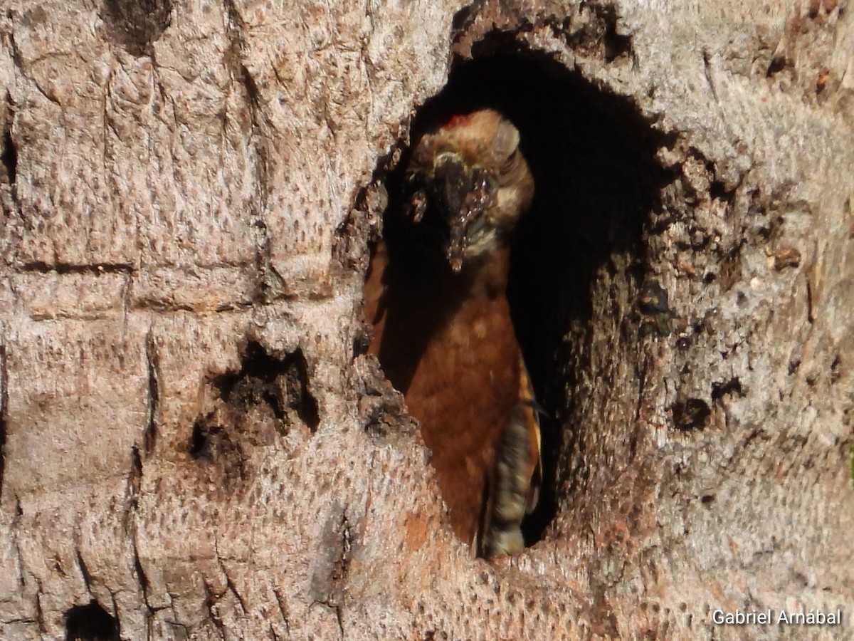 Hispaniolan Woodpecker - ML620256056