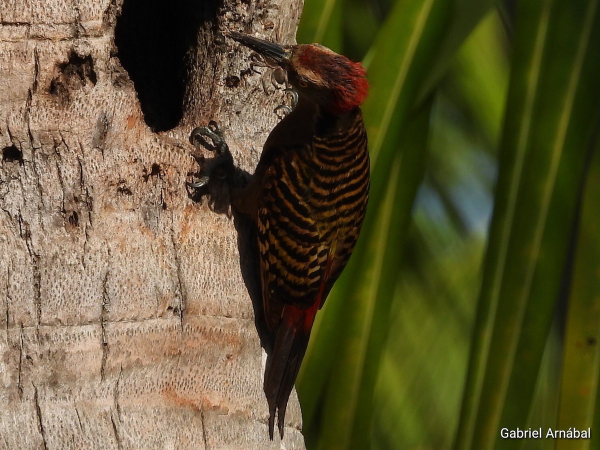 Hispaniolan Woodpecker - ML620256057