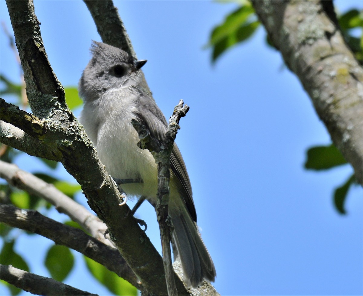 Tufted Titmouse - ML620256058