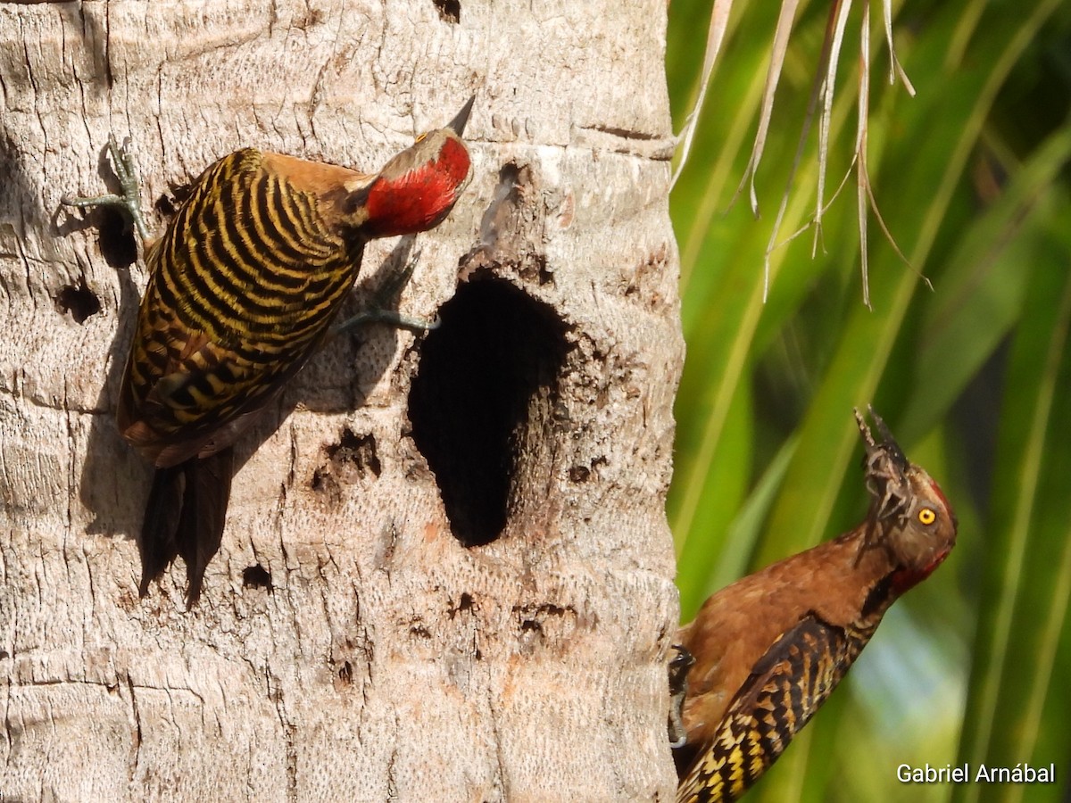 Hispaniolan Woodpecker - ML620256059