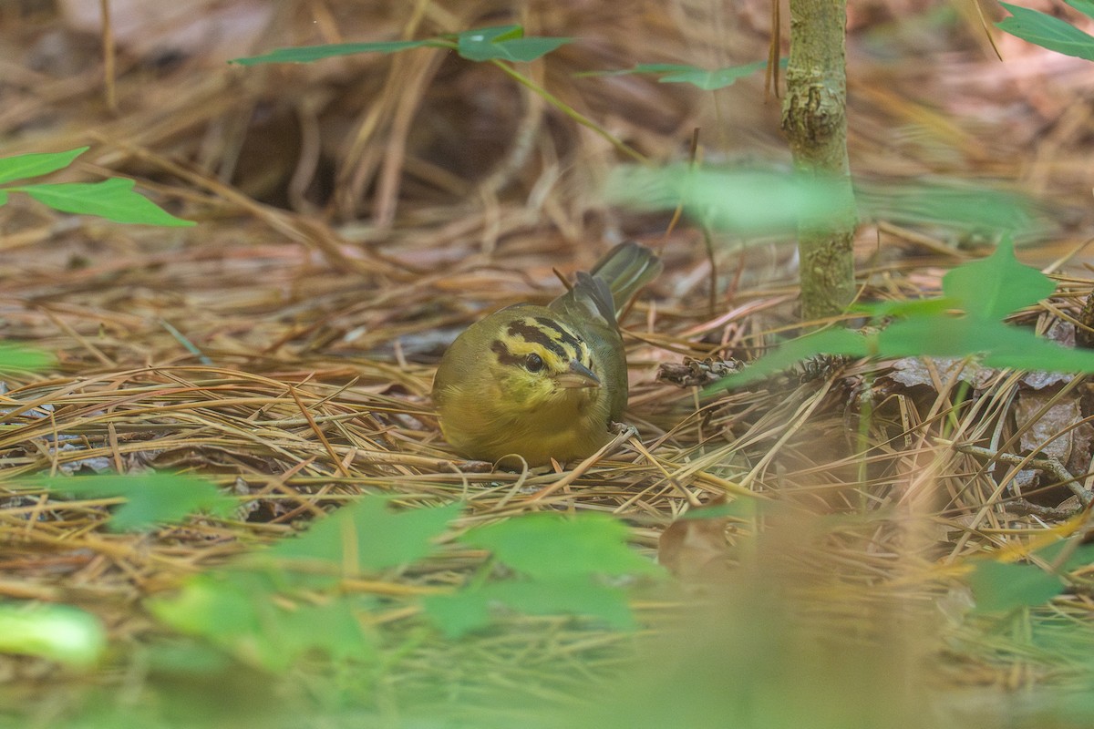 Worm-eating Warbler - ML620256060