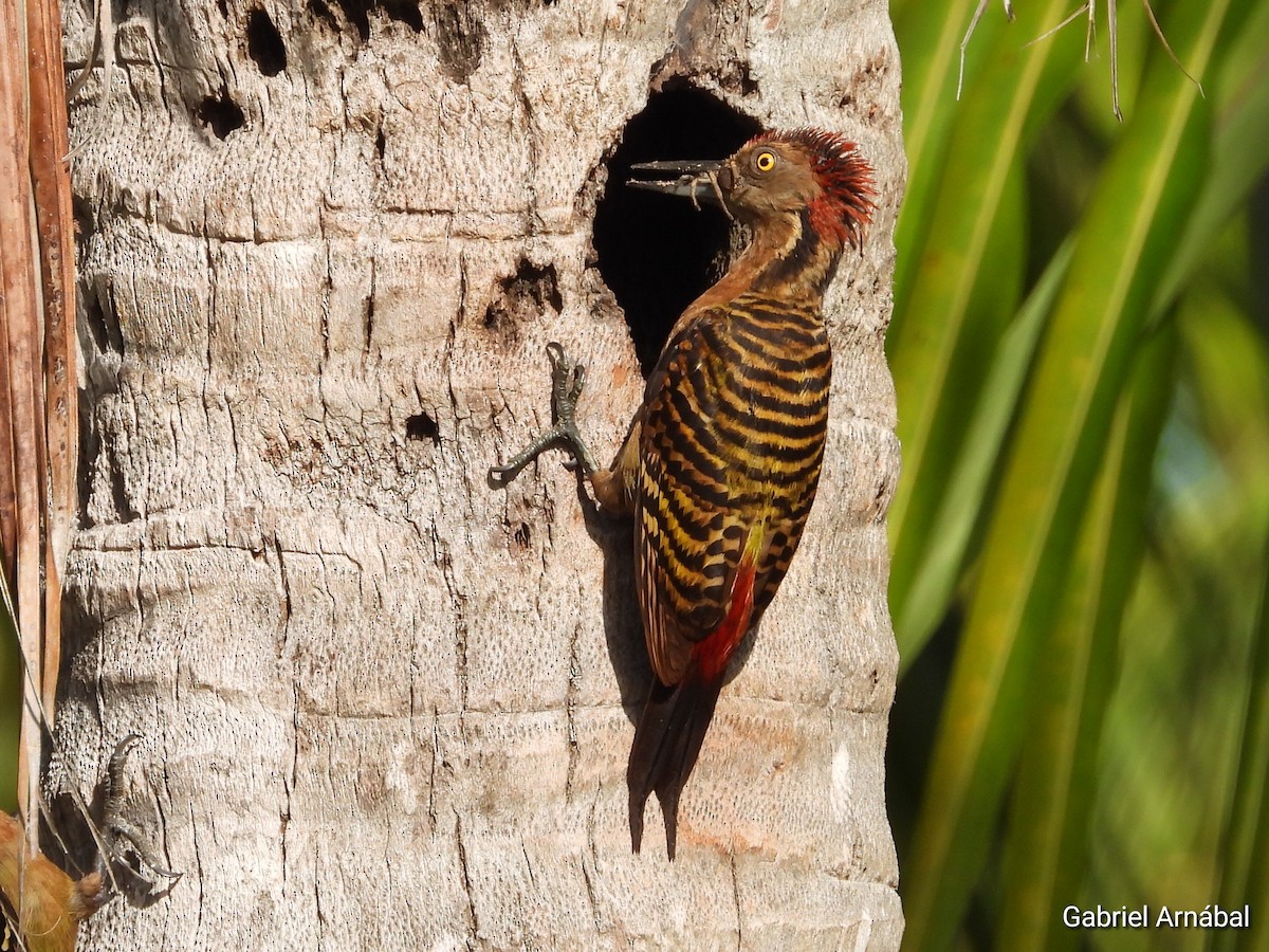 Hispaniolan Woodpecker - ML620256061
