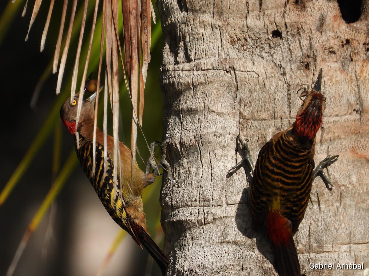 Hispaniolan Woodpecker - ML620256062