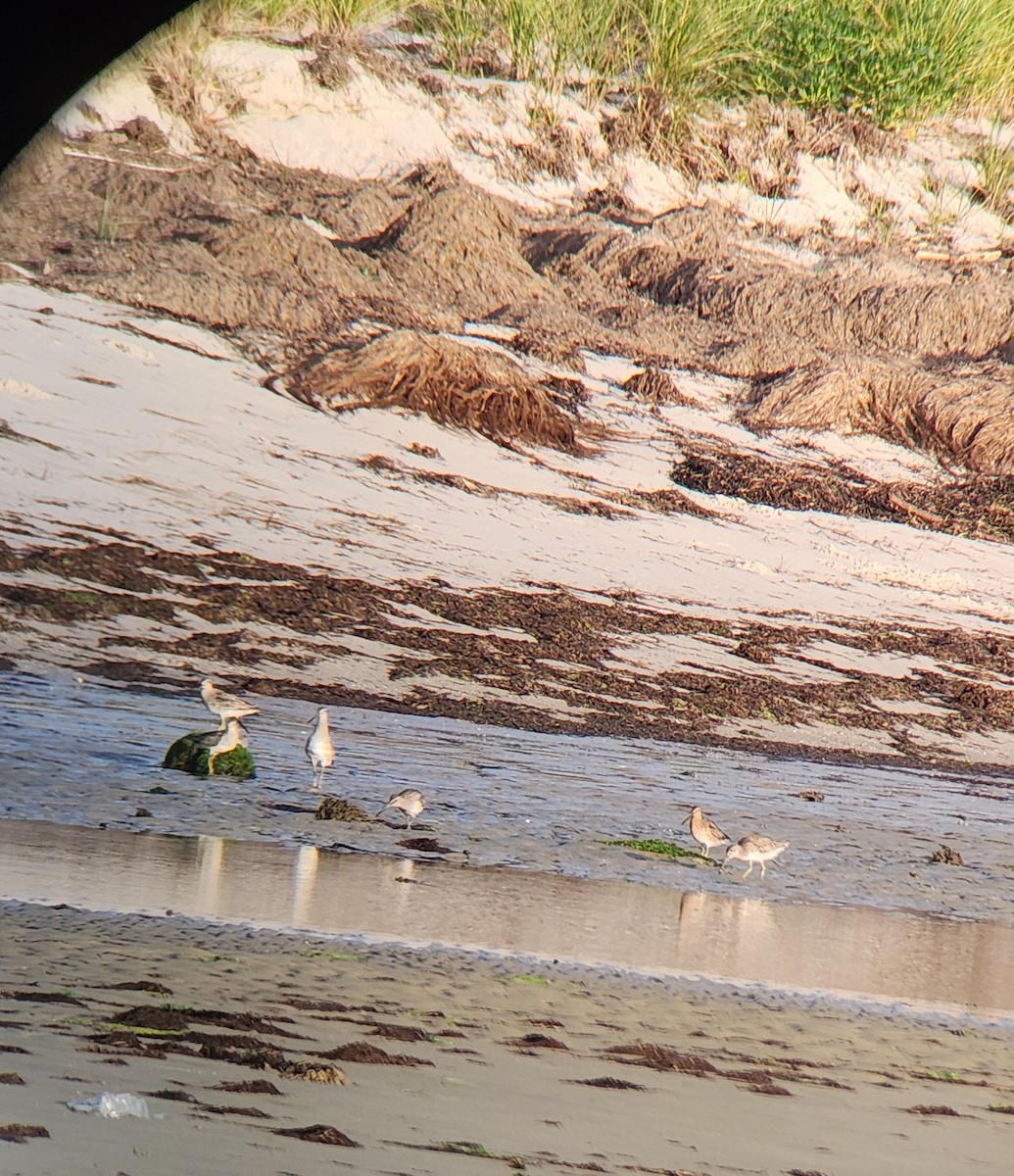 Short-billed Dowitcher - ML620256070