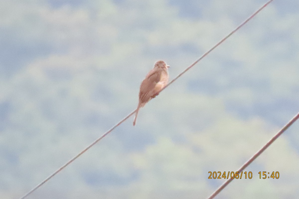 Bulbul à oreillons bruns - ML620256077