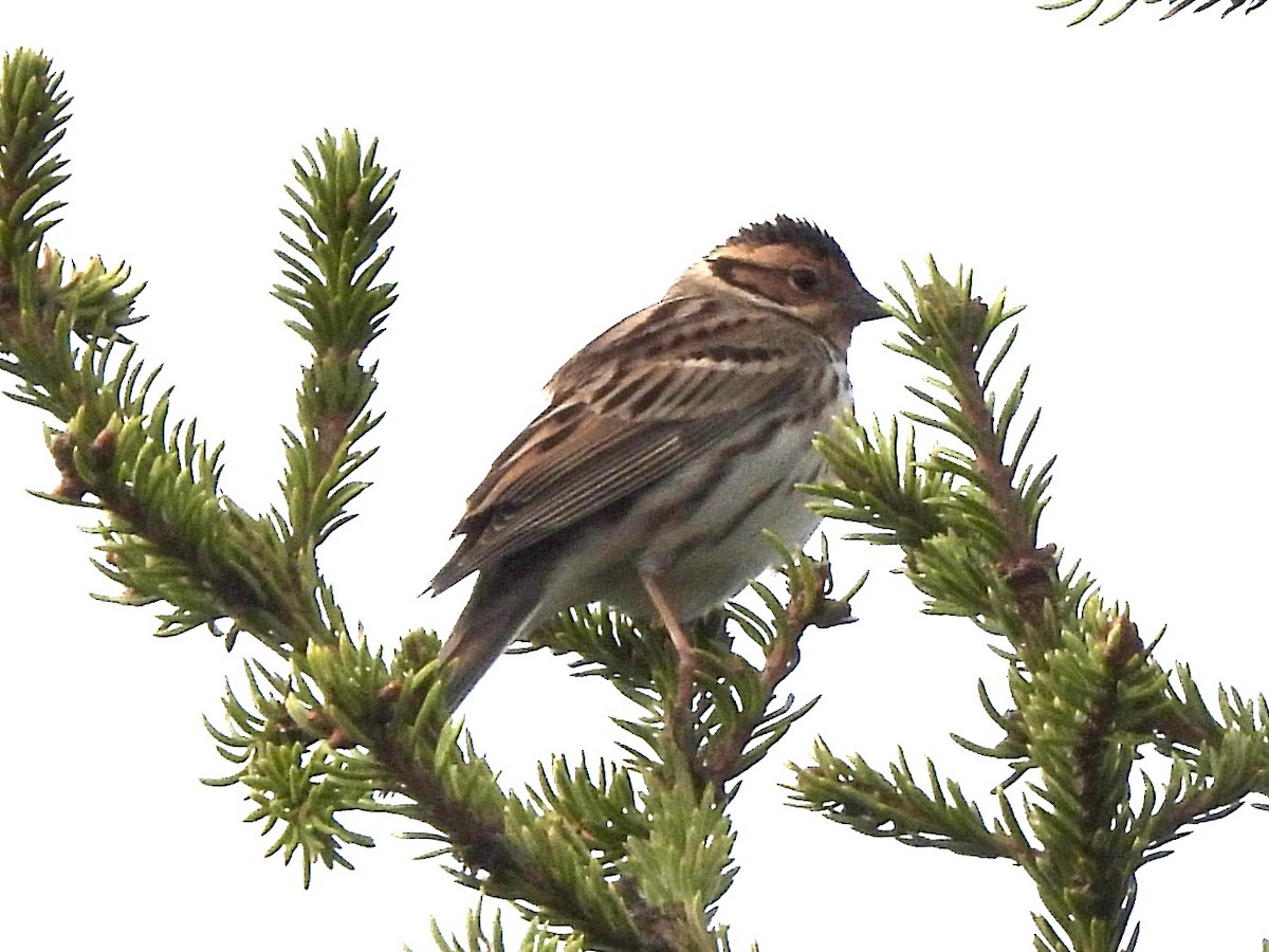 Little Bunting - ML620256086