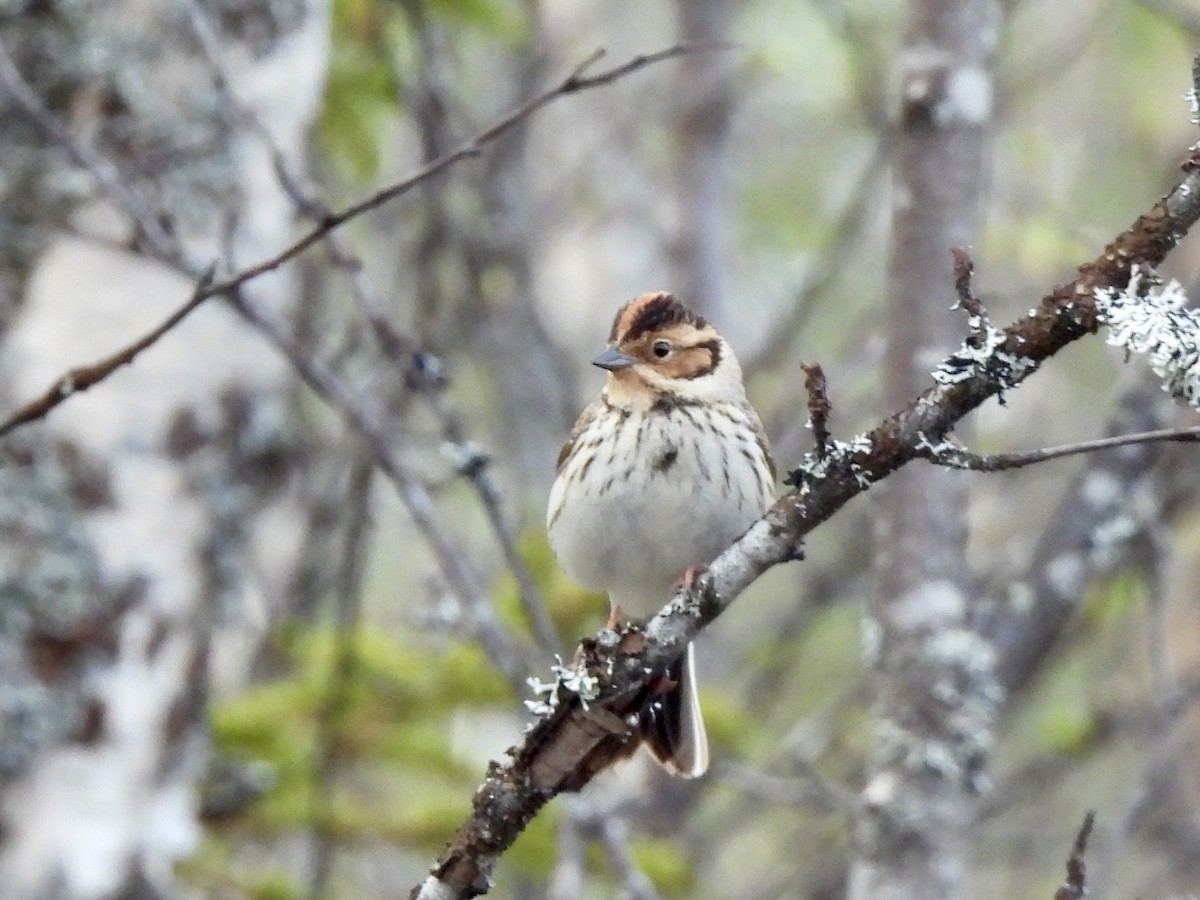 Little Bunting - Kathleen Coyle