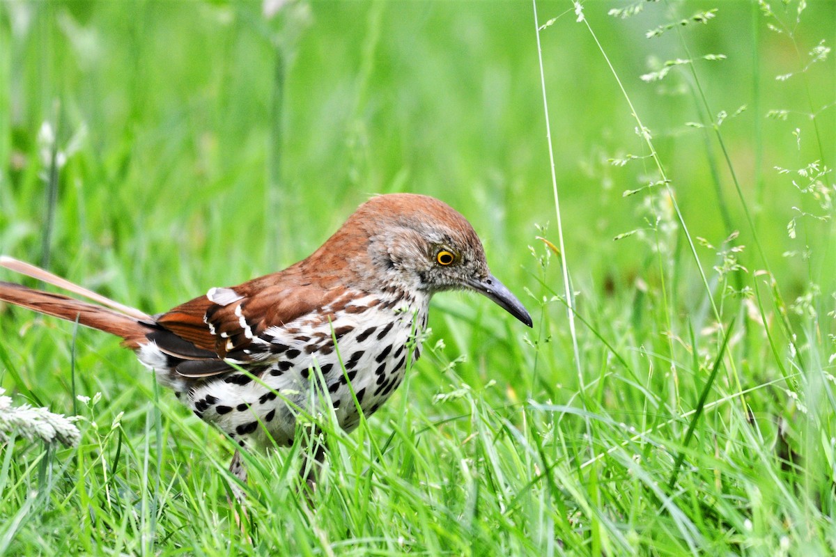 Brown Thrasher - ML620256090