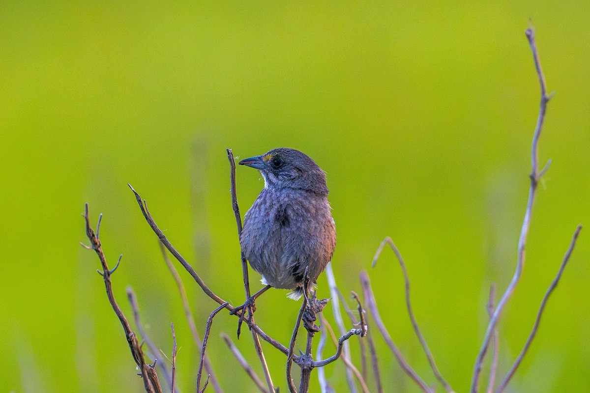 Seaside Sparrow - Riley Metcalfe