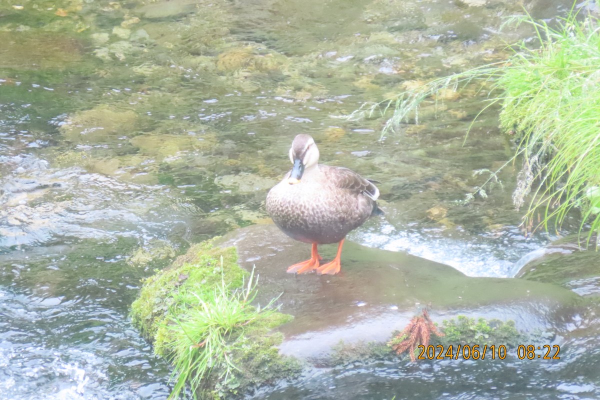 Eastern Spot-billed Duck - ML620256100