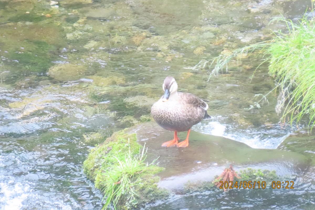 Eastern Spot-billed Duck - ML620256101