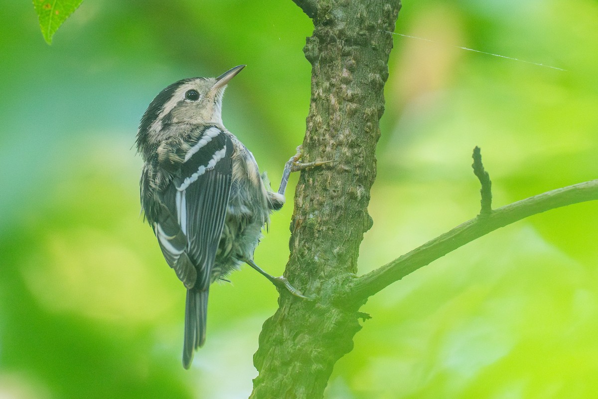 Black-and-white Warbler - ML620256105