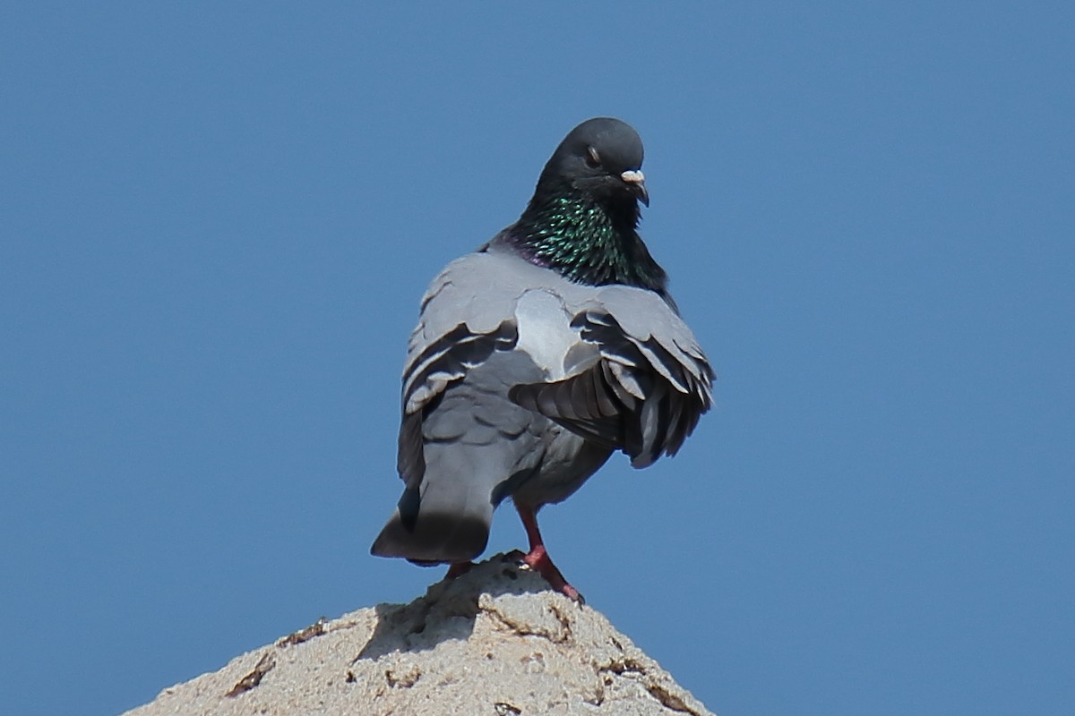 Rock Pigeon - ML620256110