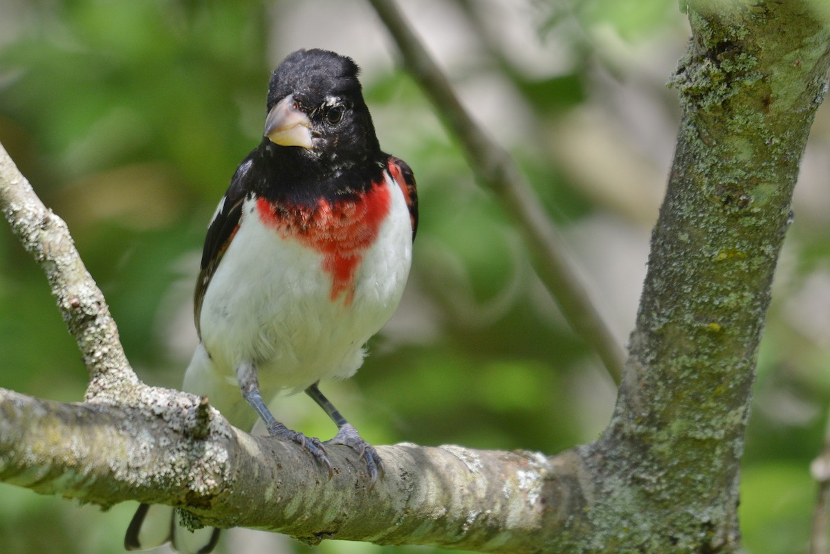 Rose-breasted Grosbeak - ML620256114