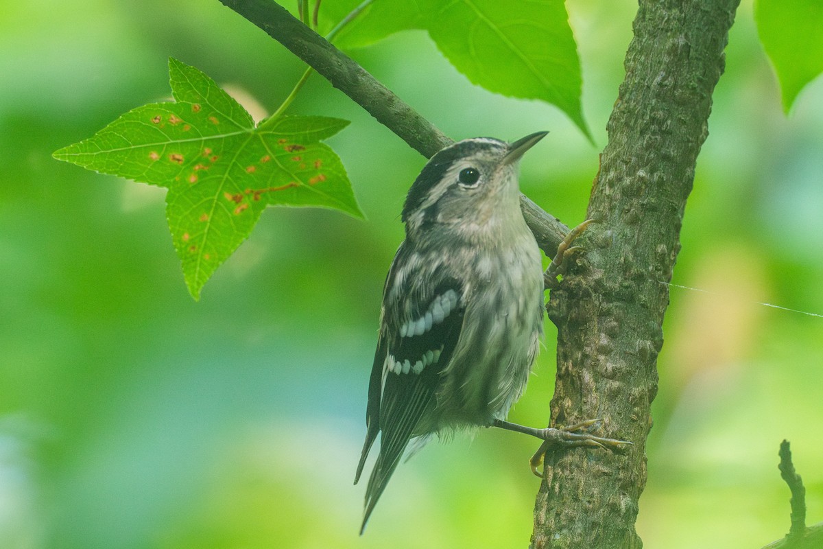 Black-and-white Warbler - ML620256115