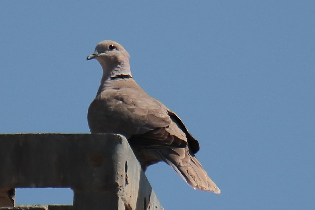 Eurasian Collared-Dove - ML620256117