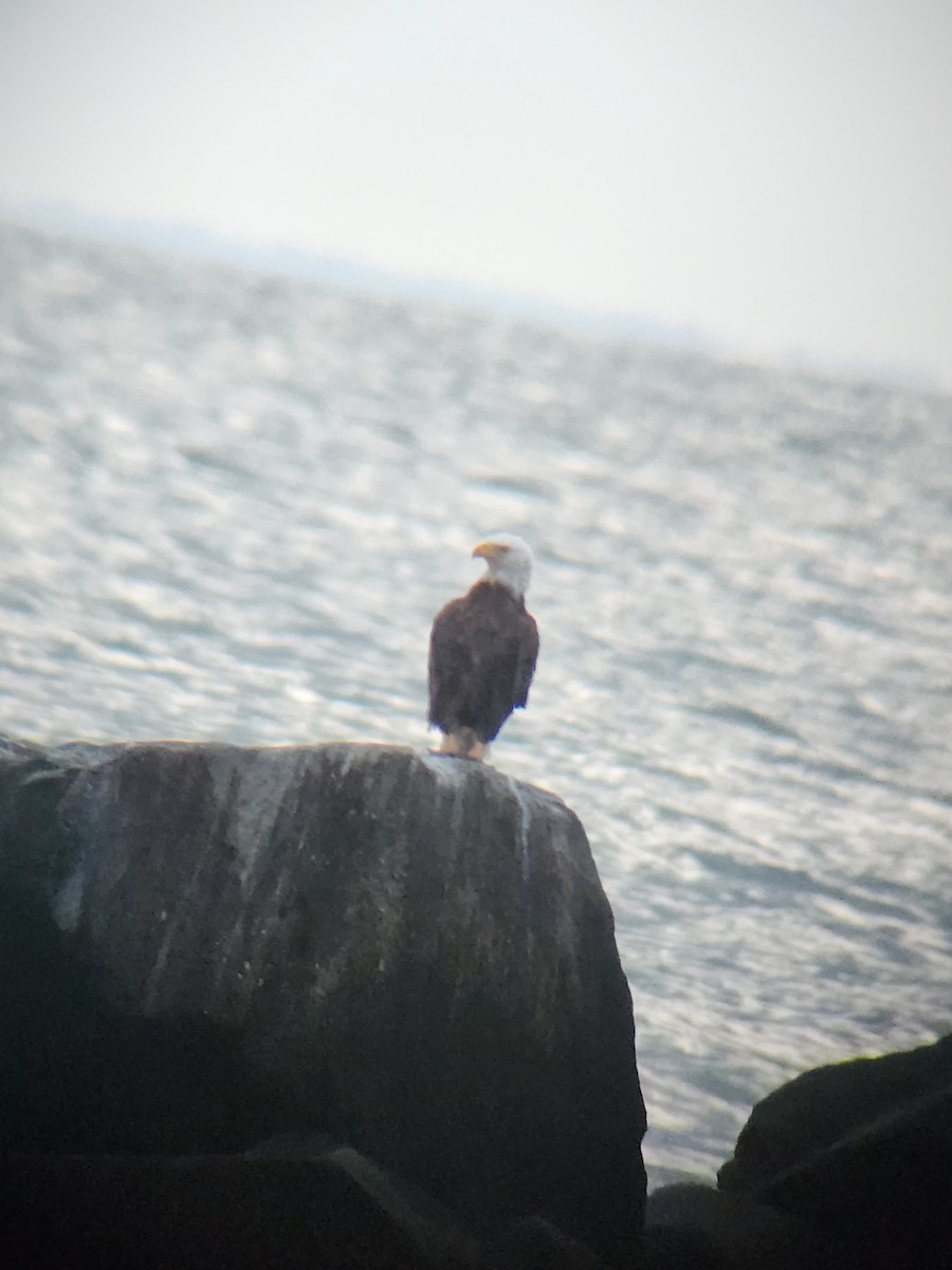 Weißkopf-Seeadler - ML620256121